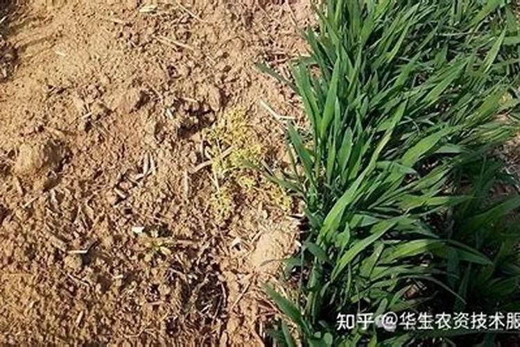 注意!小麦拔节期“3做2不做”