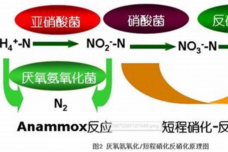 水产养殖当中池塘氨氮为何超标,氮是从哪来的？