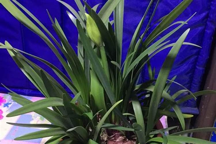 紫根兰用什么肥好