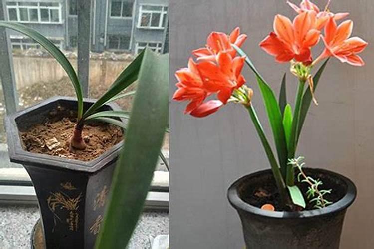 怎么能让紫根兰多开花