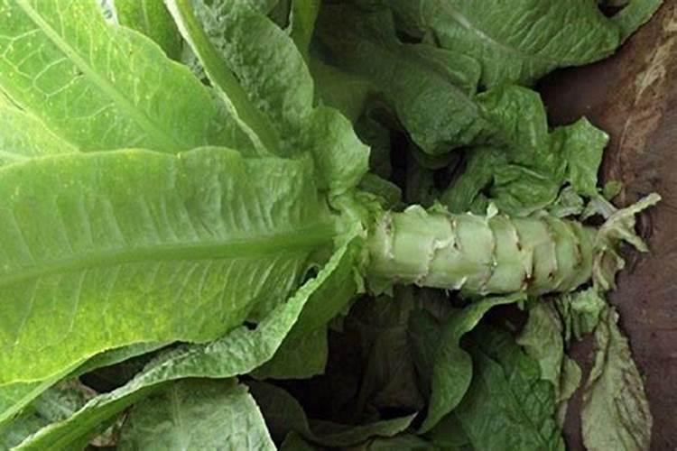 莴笋施什么肥长得粗壮