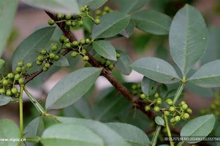 花椒花期用什么叶面肥