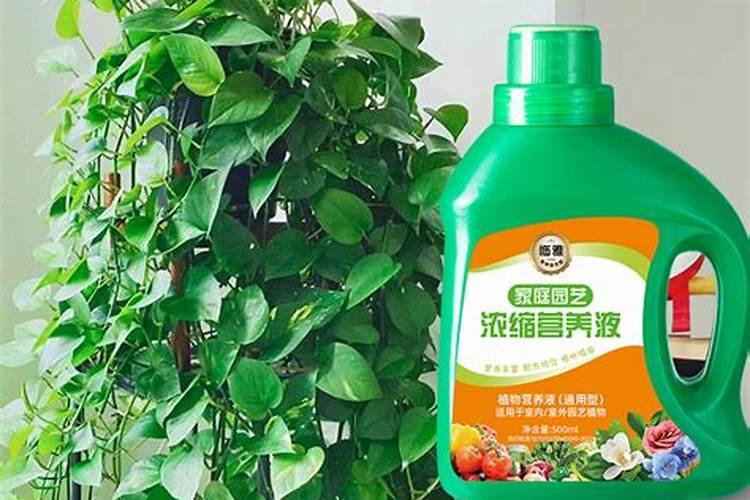 绿萝栽培技术要点