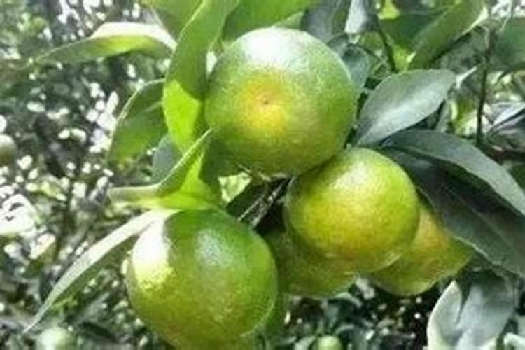 种柑橘用什么肥料最好