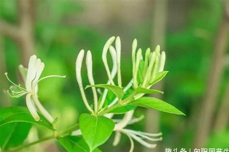 金银花用什么叶面肥好