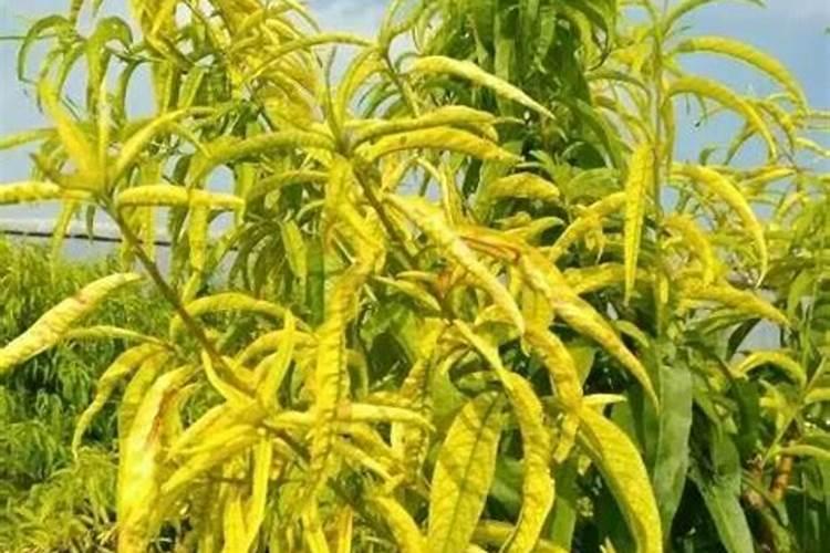 河北悯农肥料缓解土壤板结效果怎么样？真的像宣传的那样吗？