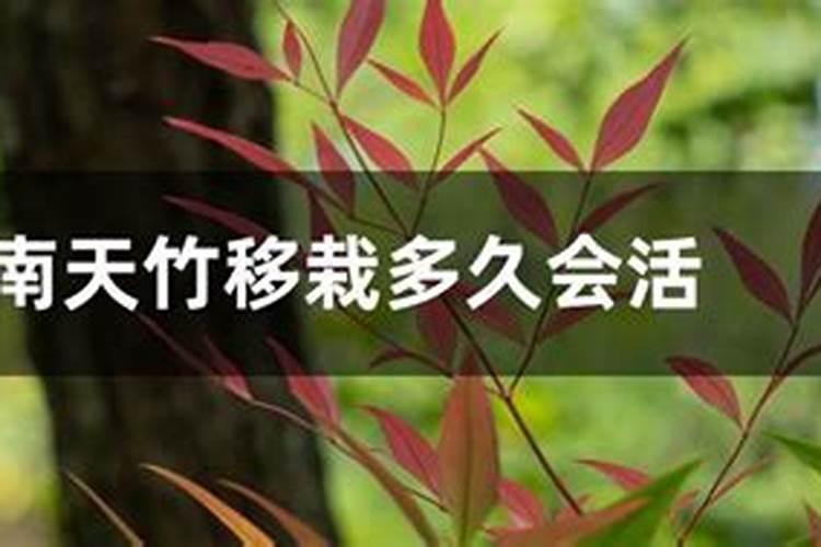 月季花叶子褪色枯萎是怎么回事啊？