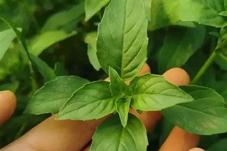 荆芥种植密度每亩用种多少斤 种植技术