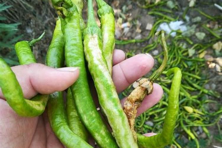 线椒干尖是什么病？