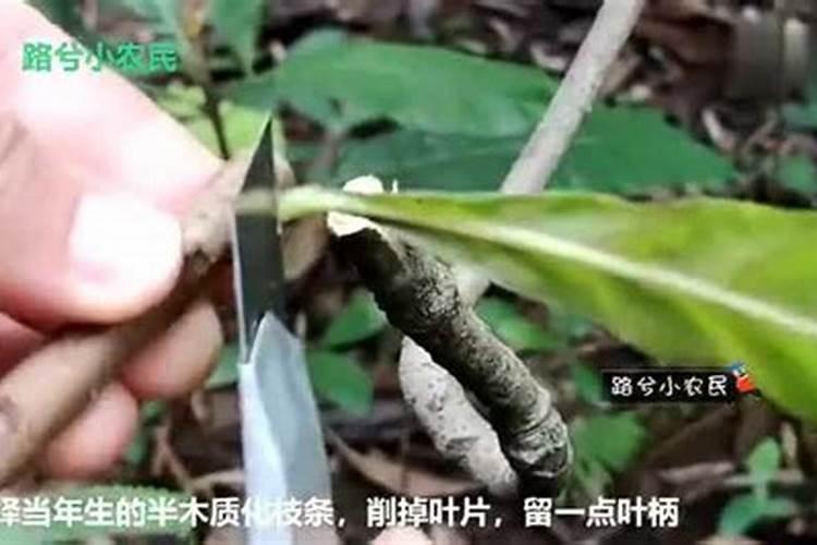 枇杷树氮素过剩时有哪些症状？