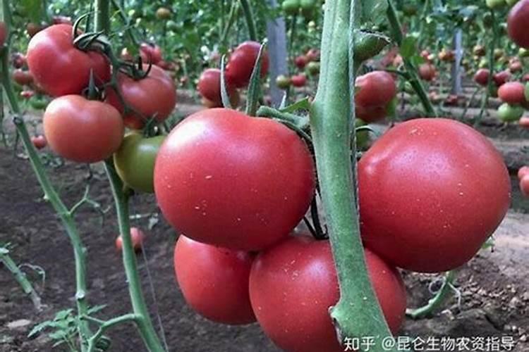 西红柿施什么肥最好