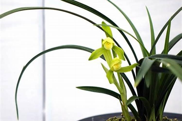 速效复合肥可以给兰花用吗