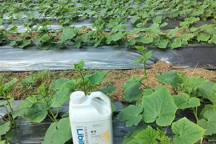 新会陈皮圈枝柑好还是驳枝柑好？有什么区别？