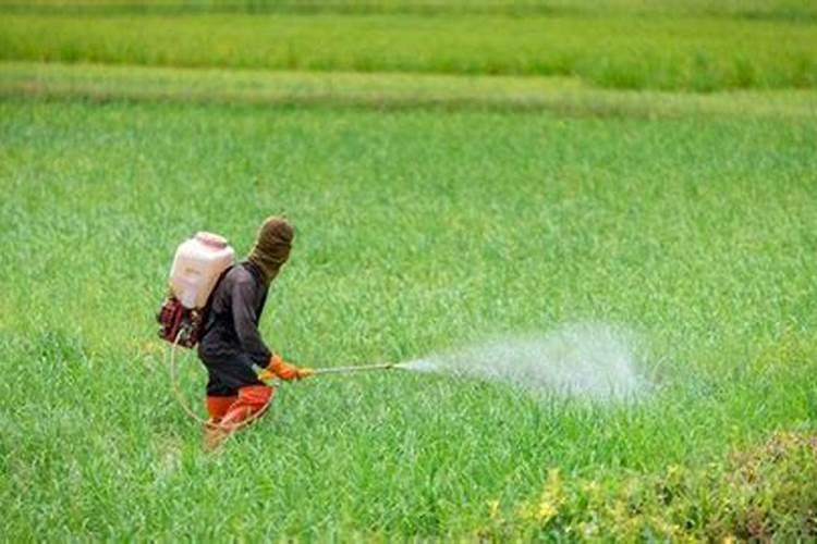 花生打完除草剂几天可以打营养药