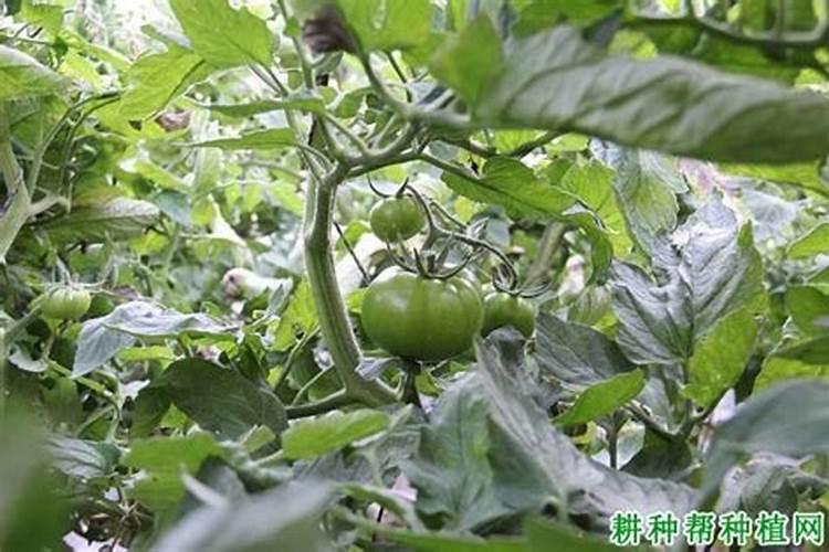 番茄坐果后怎样施肥？西红柿叶面肥喷施注意什么？