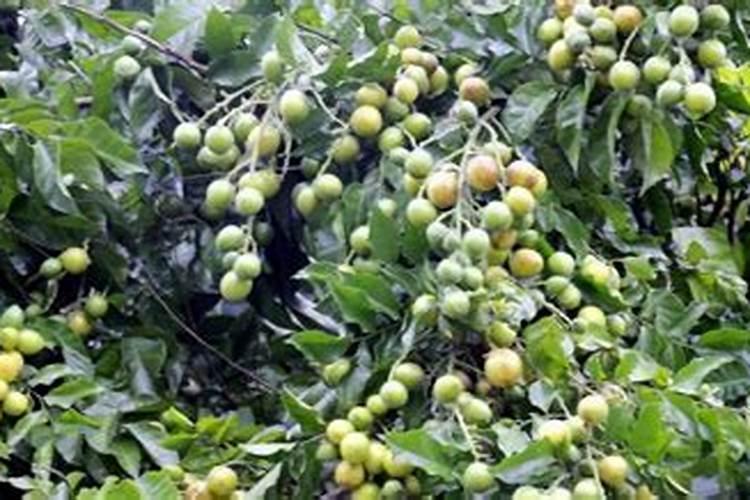 黄皮果施什么肥最好