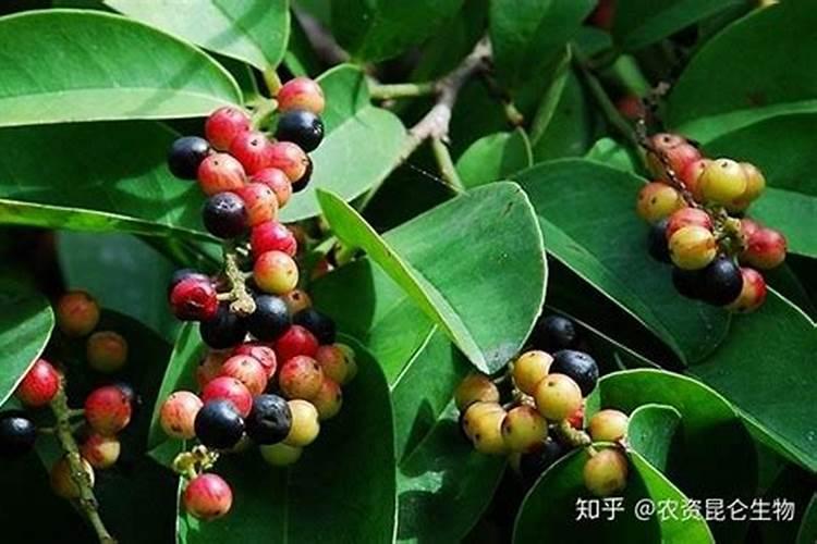 五味子的田间,怎么施肥最好？