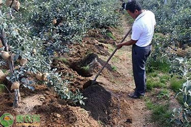 施用钾肥为何要配施石灰或有机肥