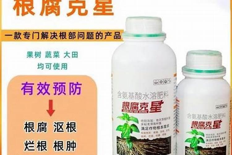 富贵树怎么施肥