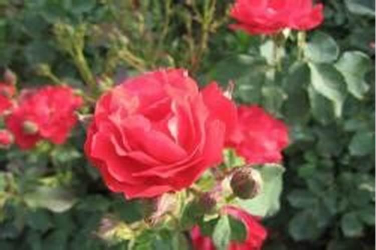 月季夏天施肥管理的6“忌”