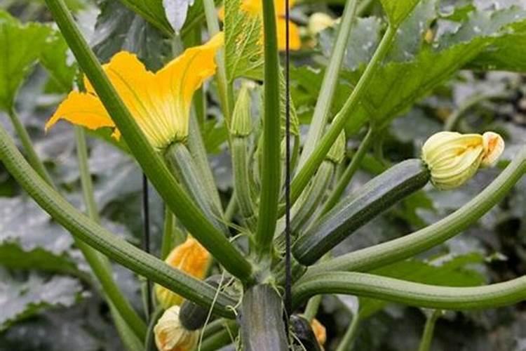 南瓜多久施一次肥