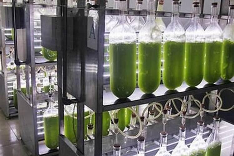 如何快速扩培藻种