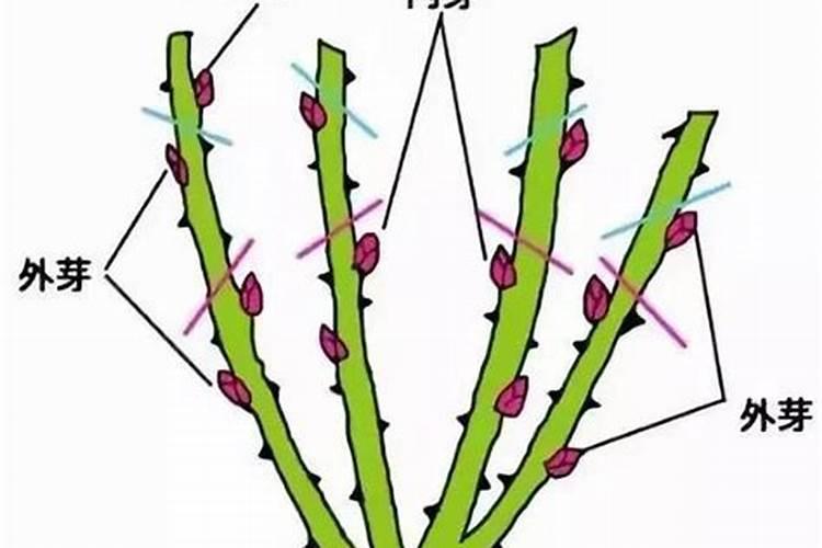 月季花有花苞了怎么施肥