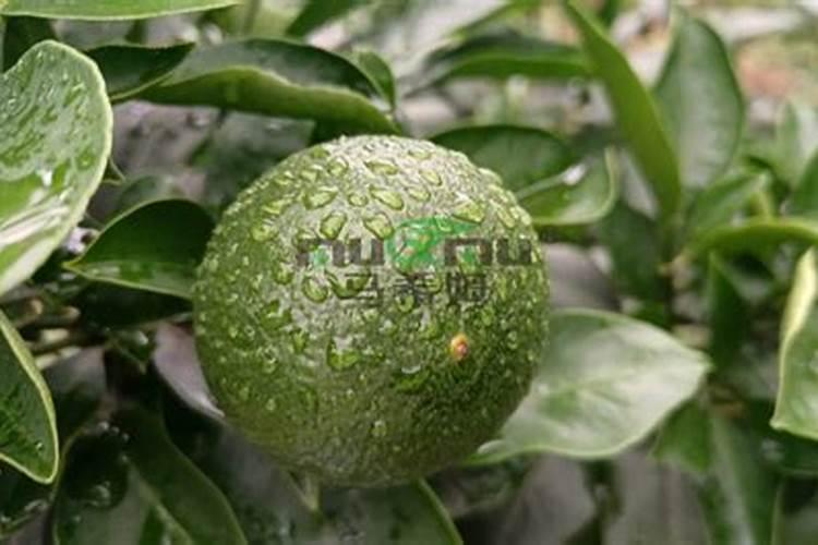 桔子树怎么养护和施肥