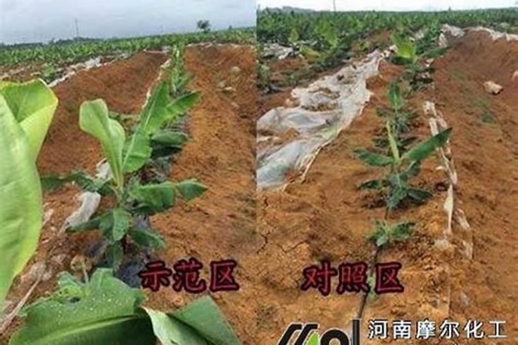 海藻肥和鱼蛋白肥哪个好 海藻肥的优缺点