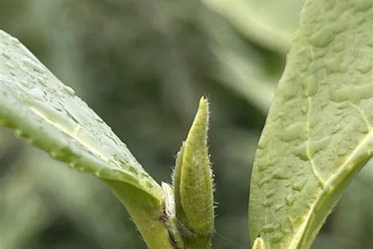 种茶叶如何喷施叶面肥好