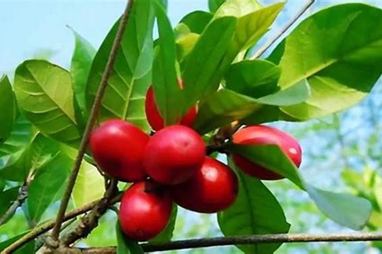 神秘果如何养殖