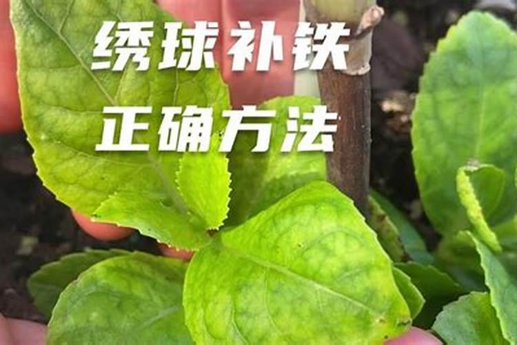 什么花用中微量元素肥