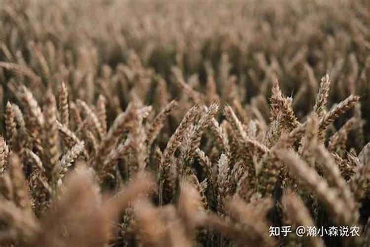 小麦干热风怎么防治