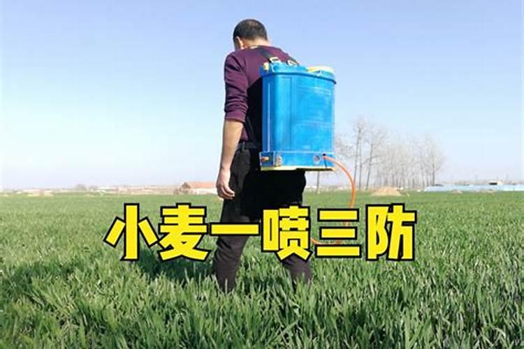 小麦干热风怎么防治