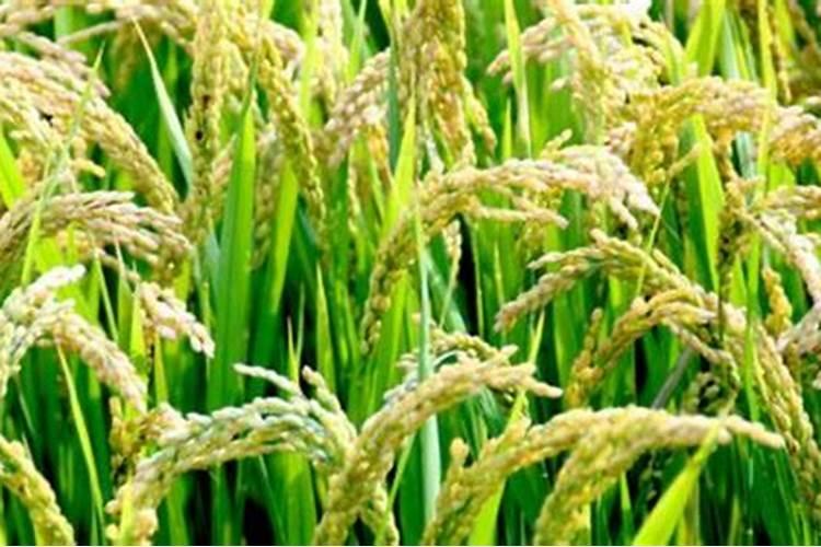 水稻氮肥过多该怎么办