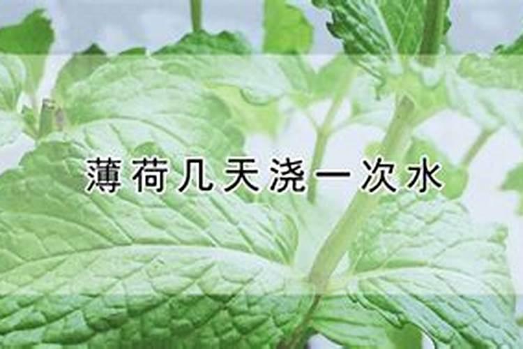 薄荷要用什么肥料,薄荷施肥方法