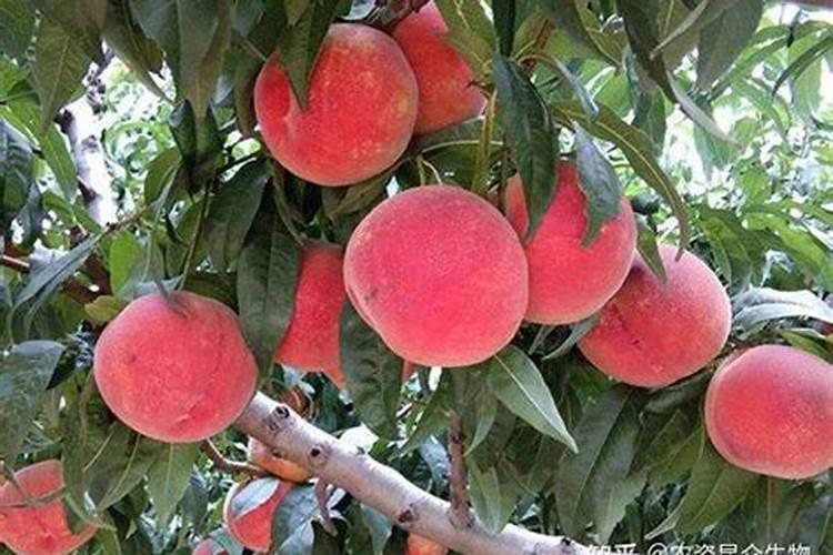 4年桃树一株上多少肥料合适？