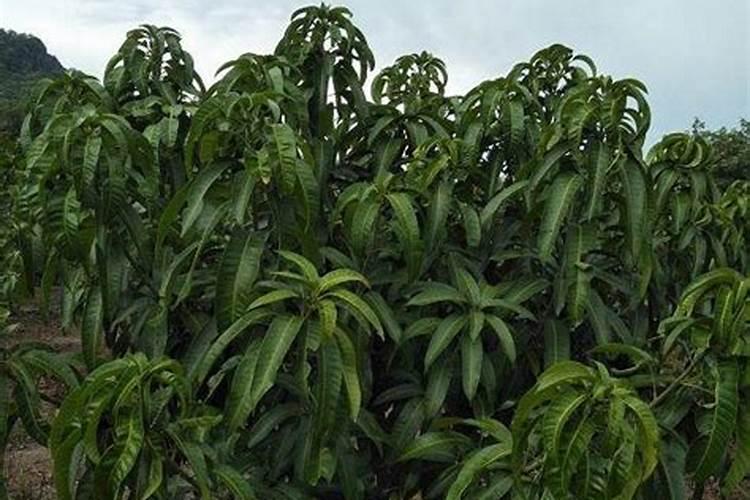 芒果用什么肥料能快速成长？施肥几次？
