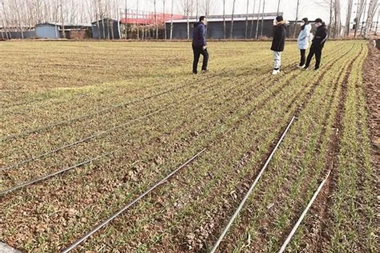 大量 元素水溶肥滴灌红薯可以吗一亩地用多少