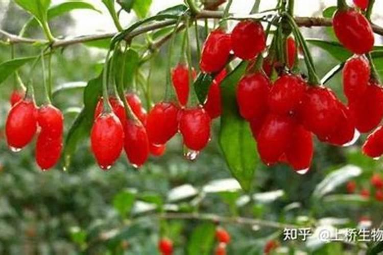 枸杞盆景施什么肥好