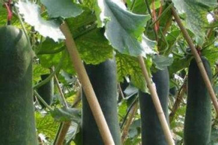 自制磷肥肥有哪些