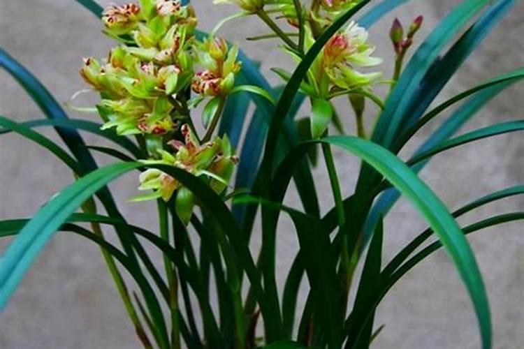 养兰花用什么植料