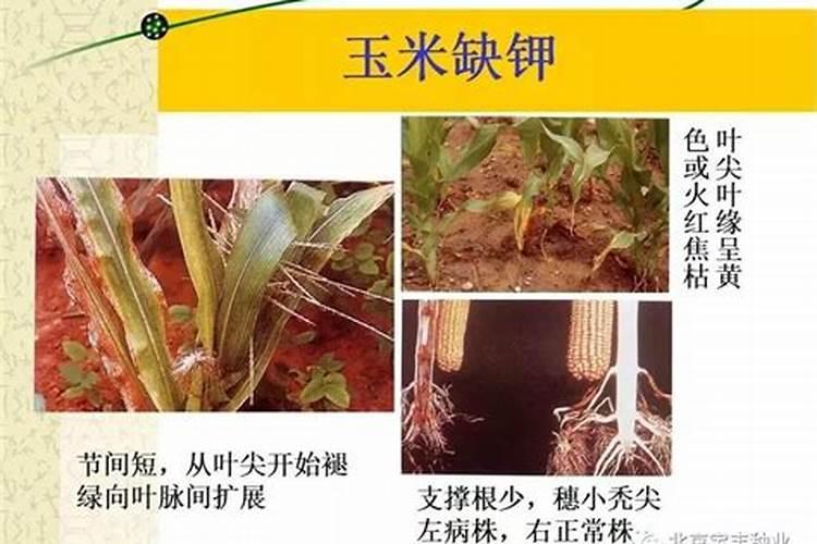 玉米脱肥什么表现 脱肥了怎么办