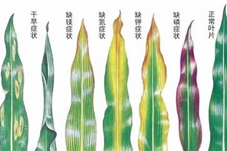 玉米缺氮会导致叶色黄绿,该怎样去给玉米补充氮素？