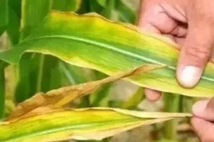 夏玉米根部两个叶发黄,其余叶片有黄点。整棵叶面呈淡绿色 怎么办。百 ...