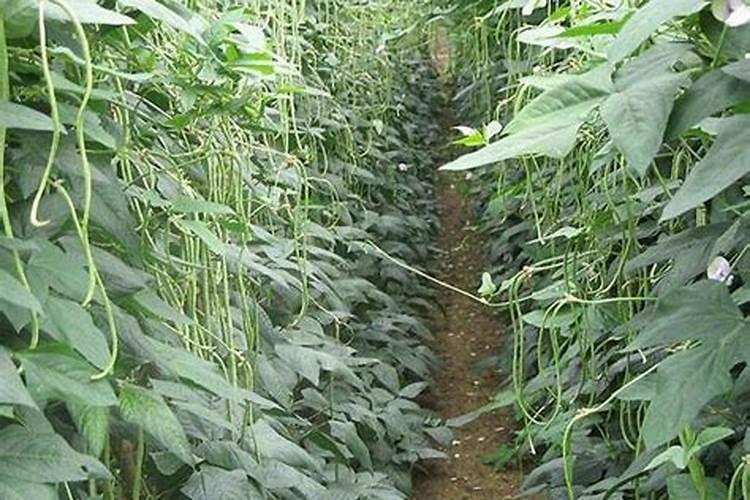 豆角用什么肥料效果好(种植豆角结果期需要什么叶面肥)