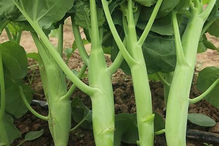 硼肥可以灌根吗？