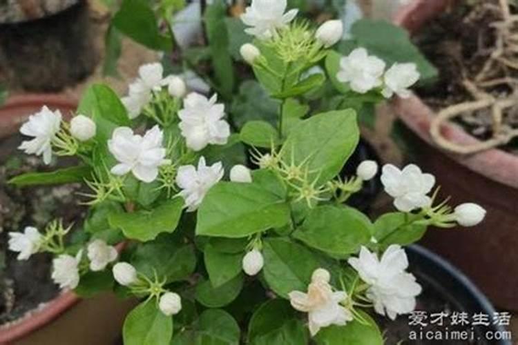 茉莉花如何施肥