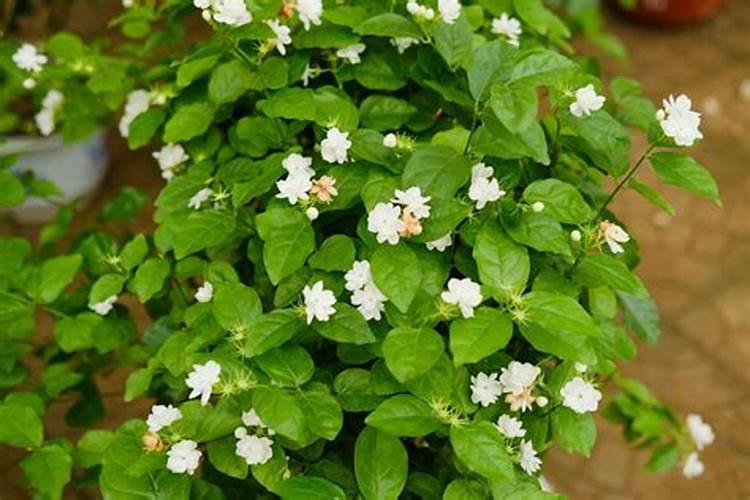如何给茉莉花施肥