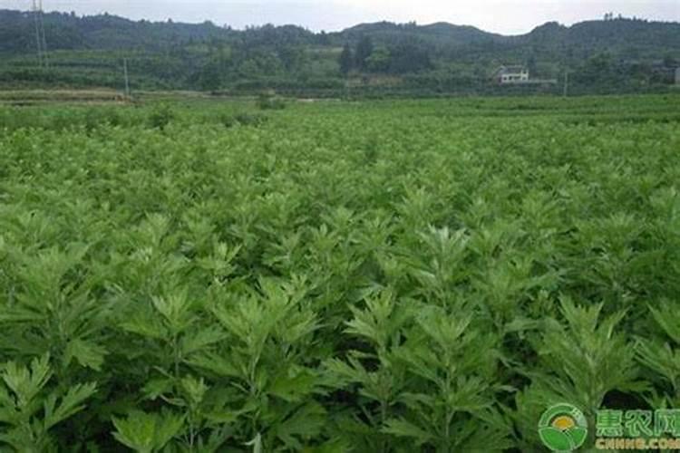 野生艾草长什么样子